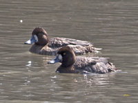 Lesser Scaups 7279